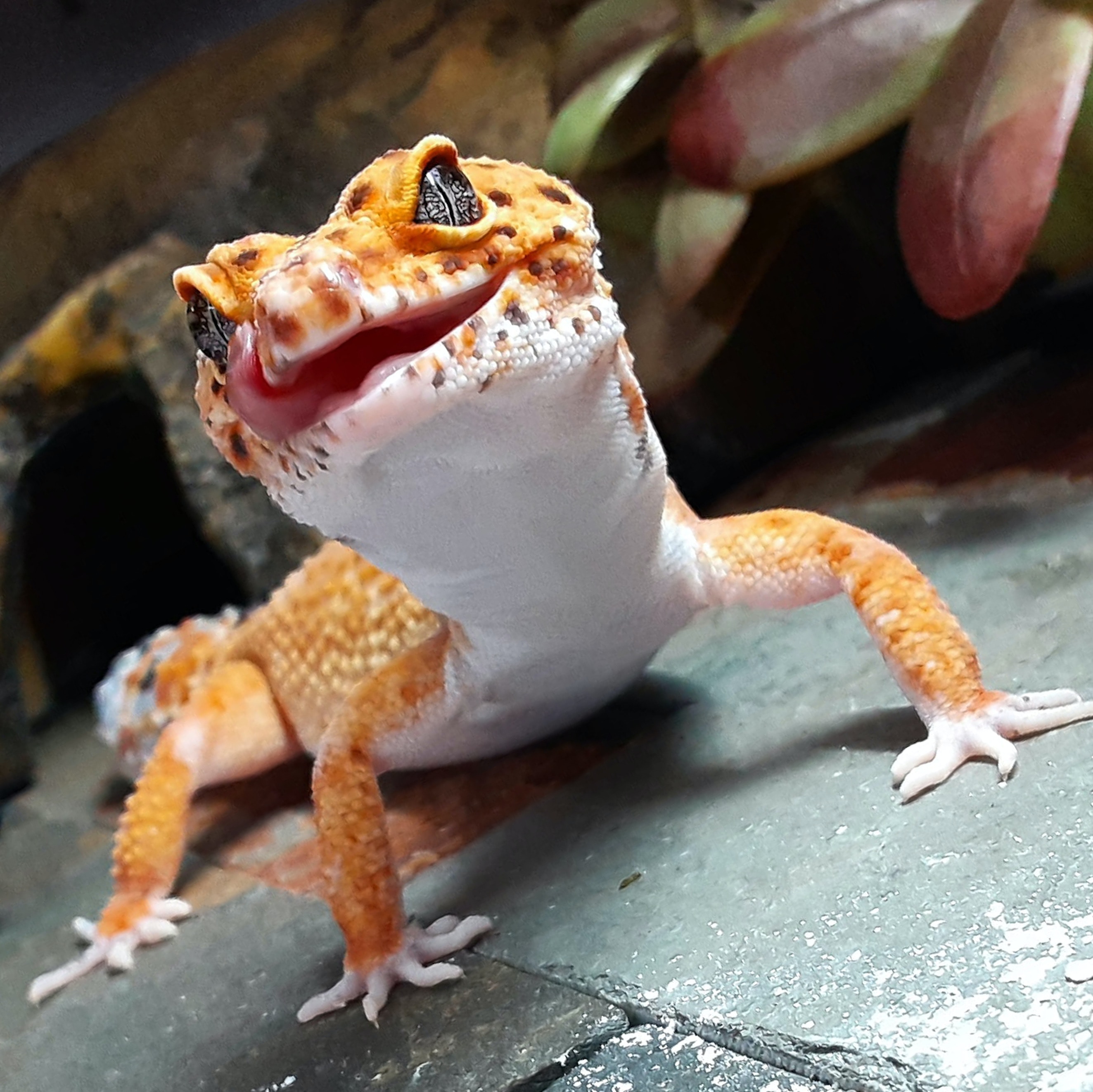 Image of a Smiling Gecko