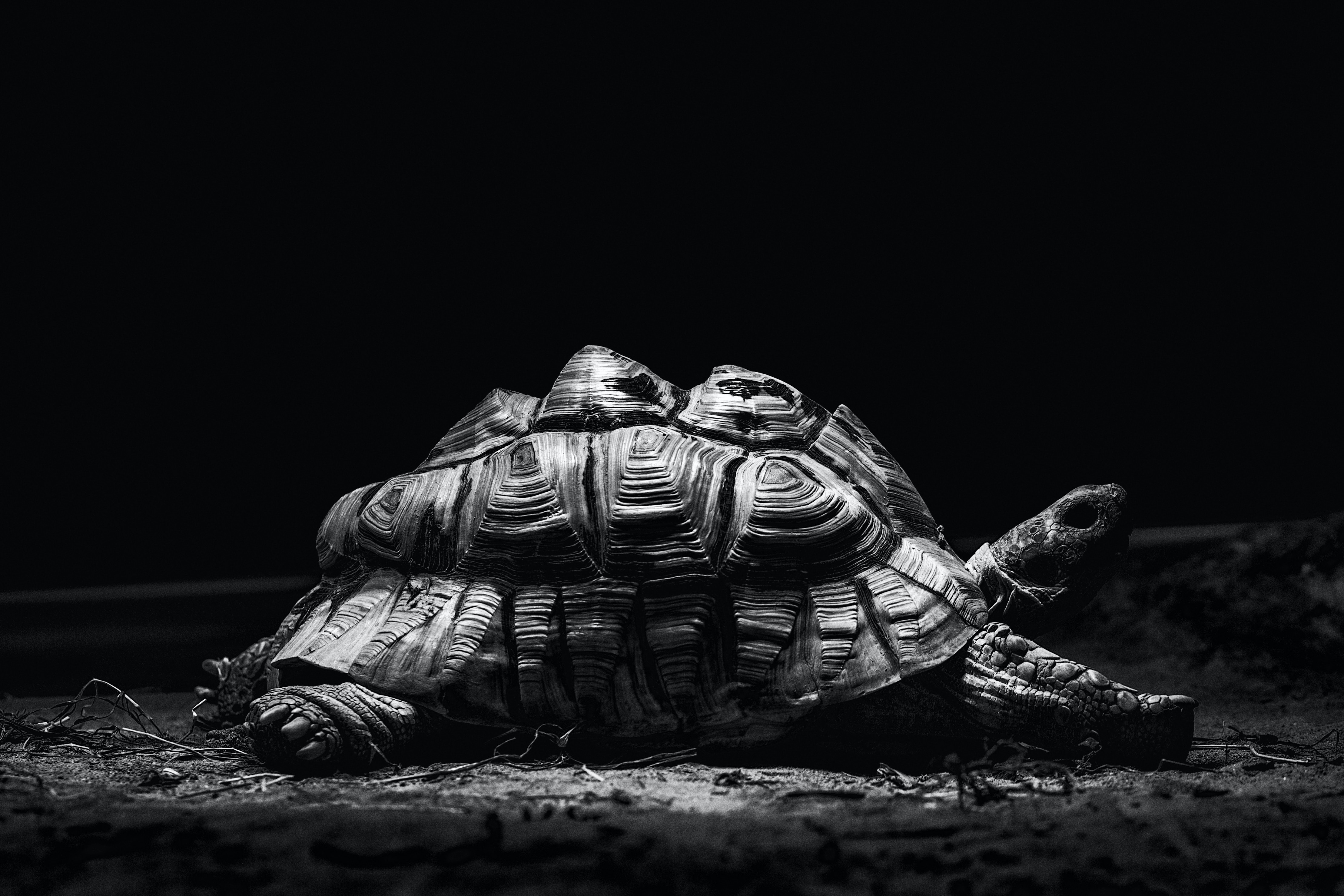 Black and White Photo of a Tortoise Black and White Photo of a Tortoise
