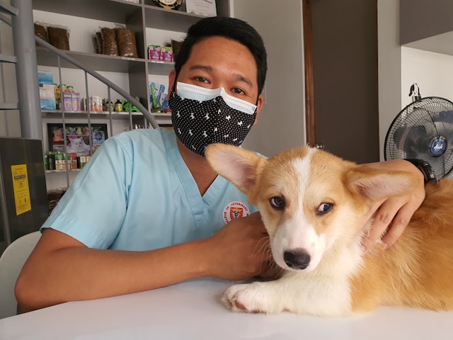 Veterinarian Holding a Corgi Dog Veterinarian Holding a Corgi Dog