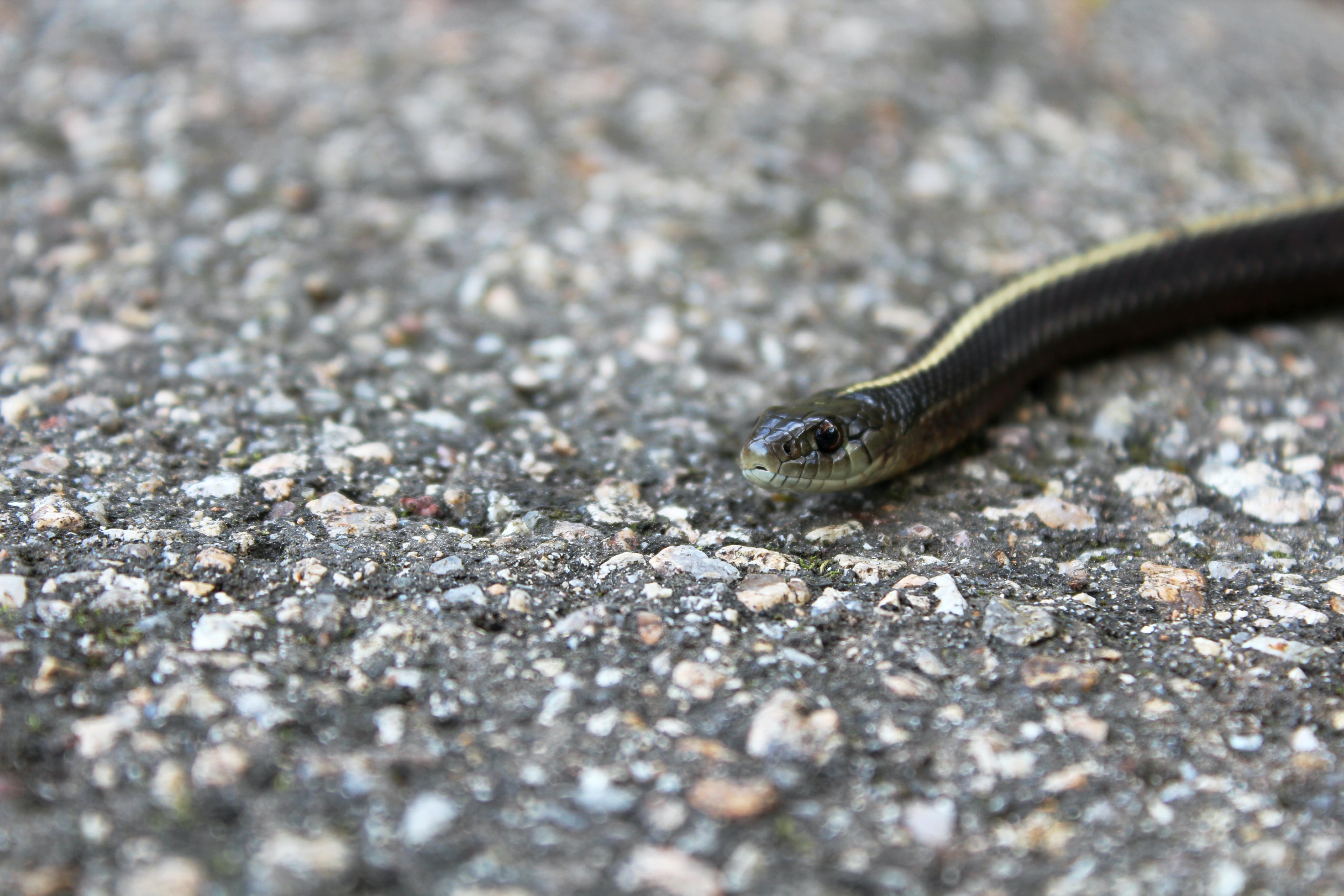 Small Pet Adopted Snake - A Garter Snake Slithering Along A Gravel Surface
