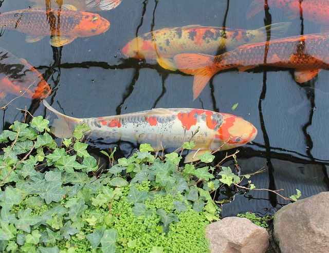 Fish Swimming in an Outdoor Pond