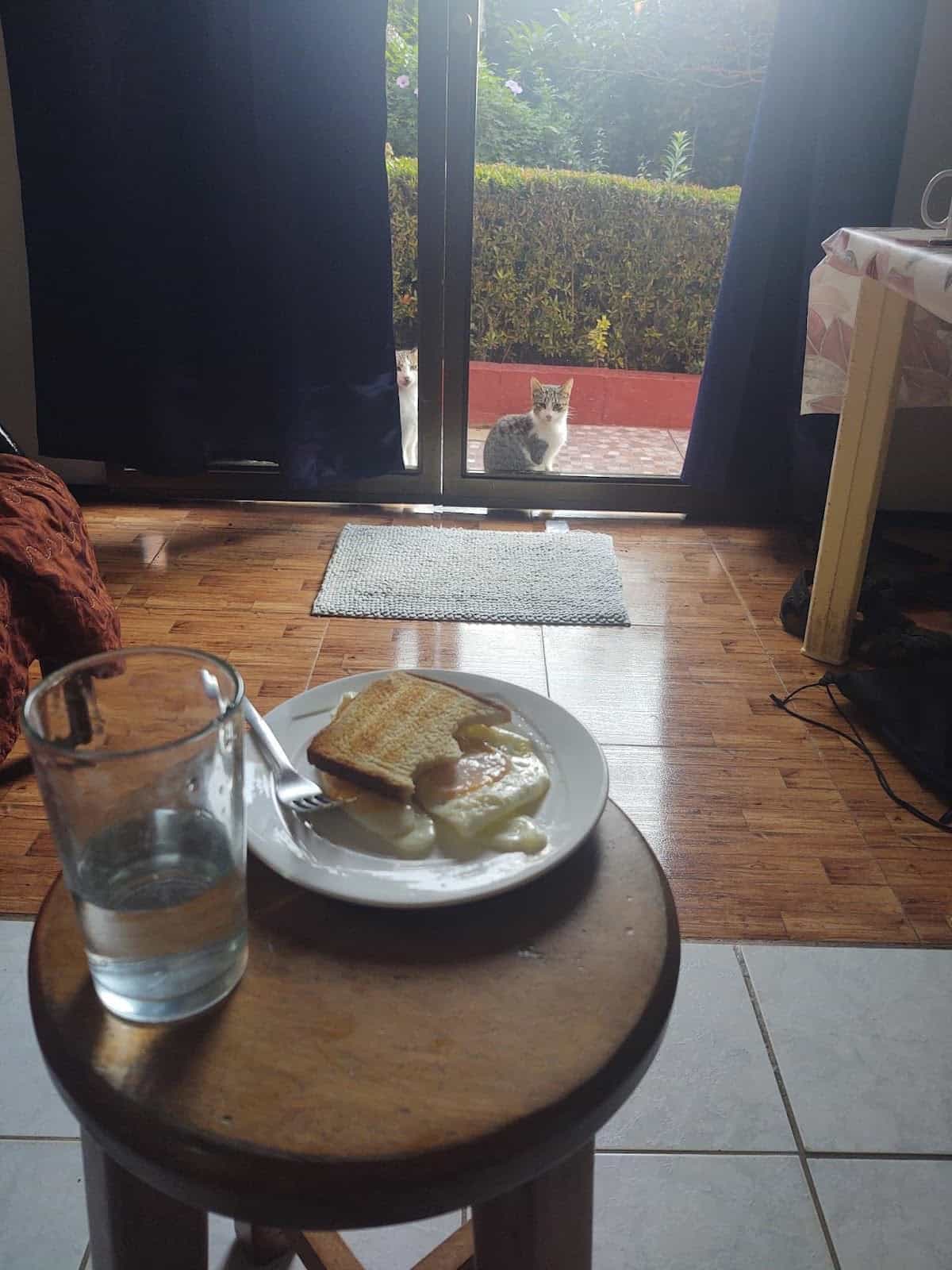 My Breakfast of Eggs and Toast with Juice and a Cat Outside Looking in at Me at My Hotel in Esterillos Oeste