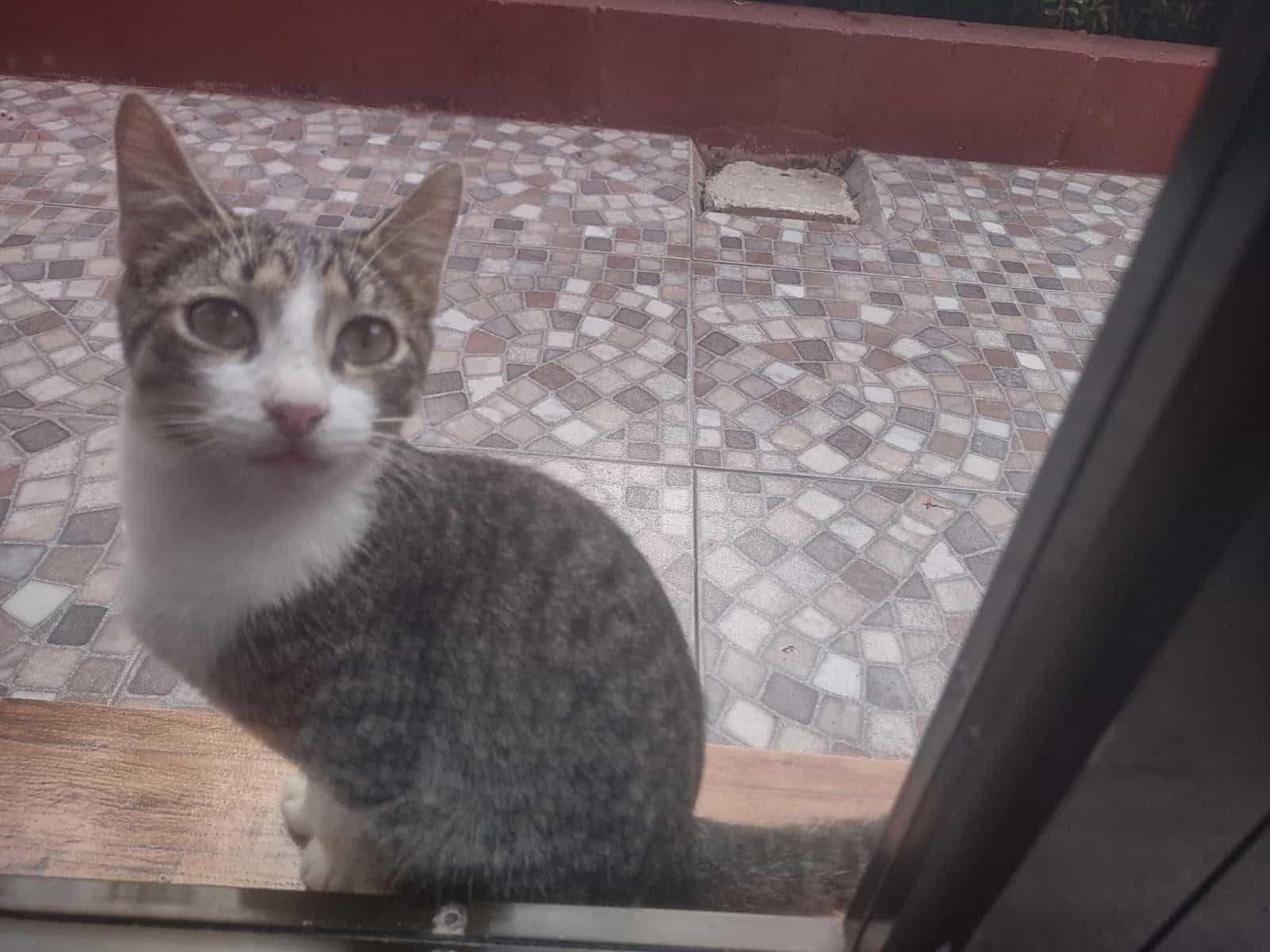 Cat Looking Through the Glass Door of My Hotel Room in Esterillos Oeste