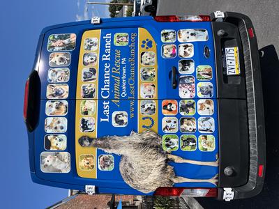 The Last Chance Van with pictures of adopted animalson it The Last Chance Van with pictures of adopted animalson it