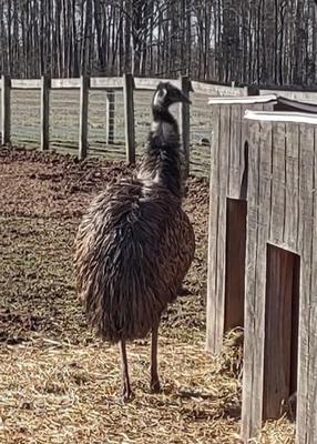 The Emu at Last Chance Rance