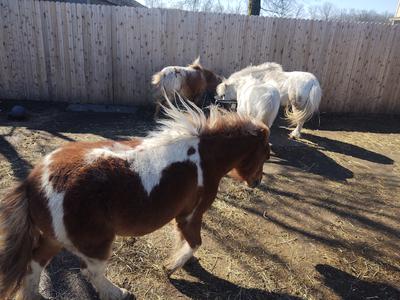 Some horses at Last Chance Ranch