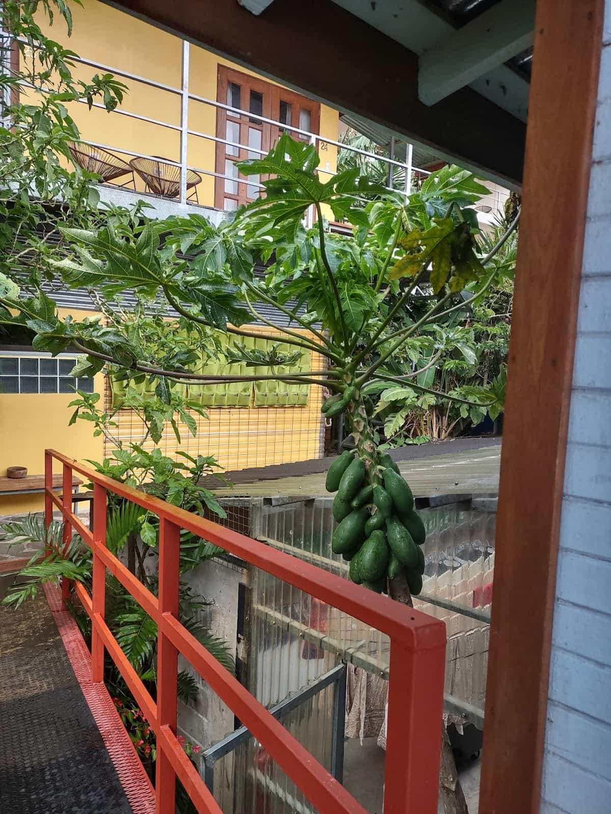 A View of the Laundry Room, Which Is a Green House Like Room Where the Laundry Is Dired on a Line