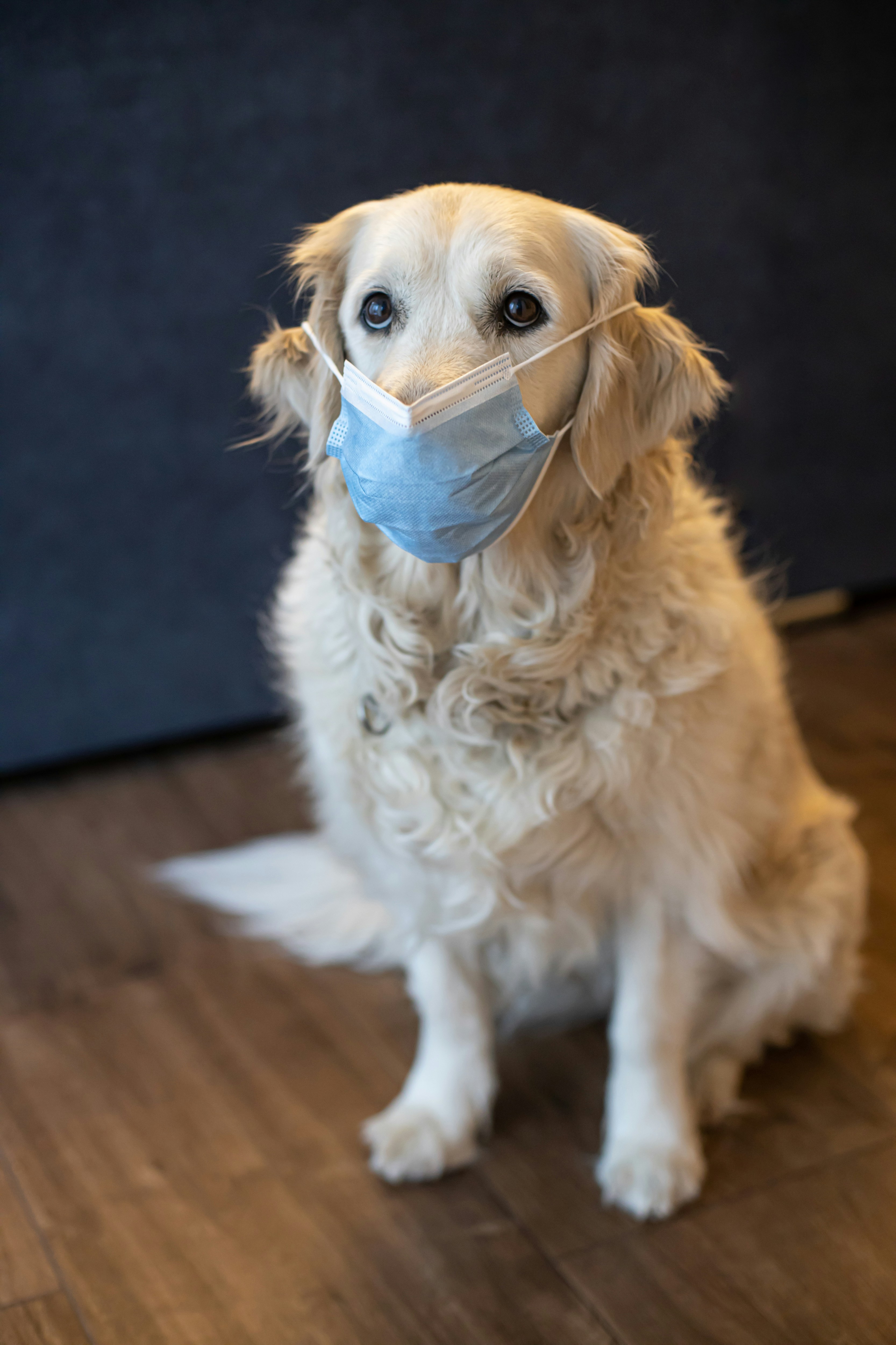 Dog With a Medical Mask On