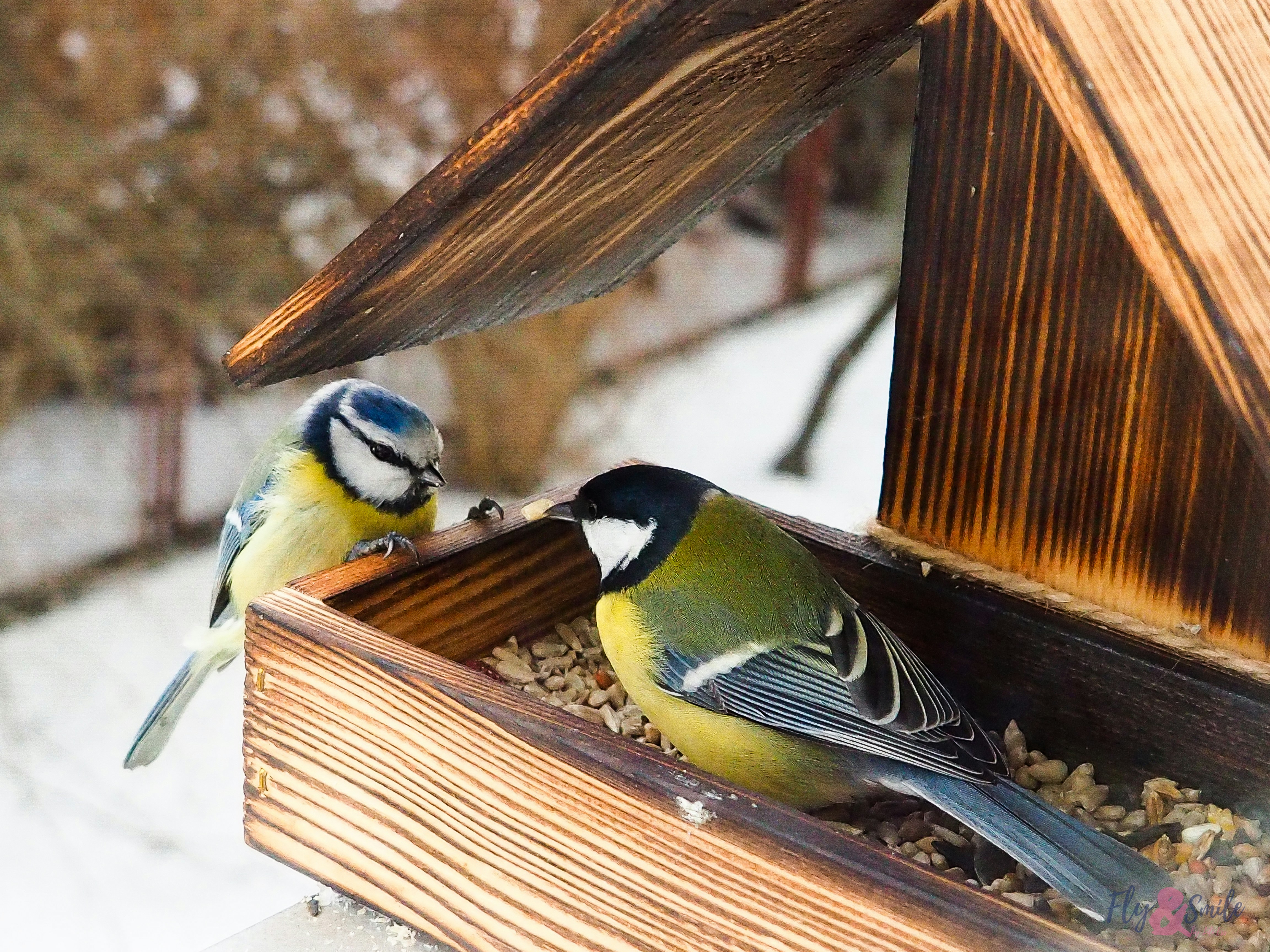 Two Birds Eating in a Covered Feeder