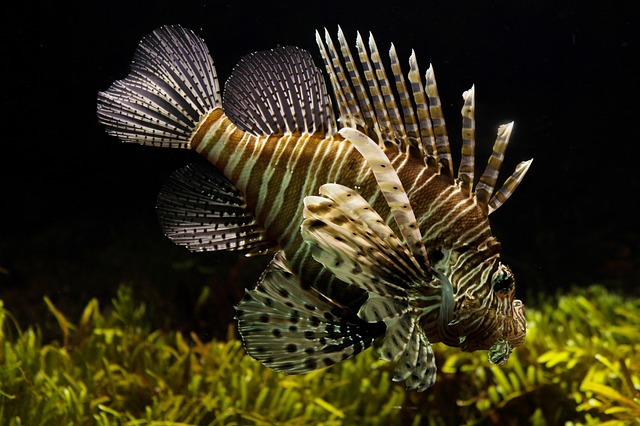 Lionfish in an Aquarium