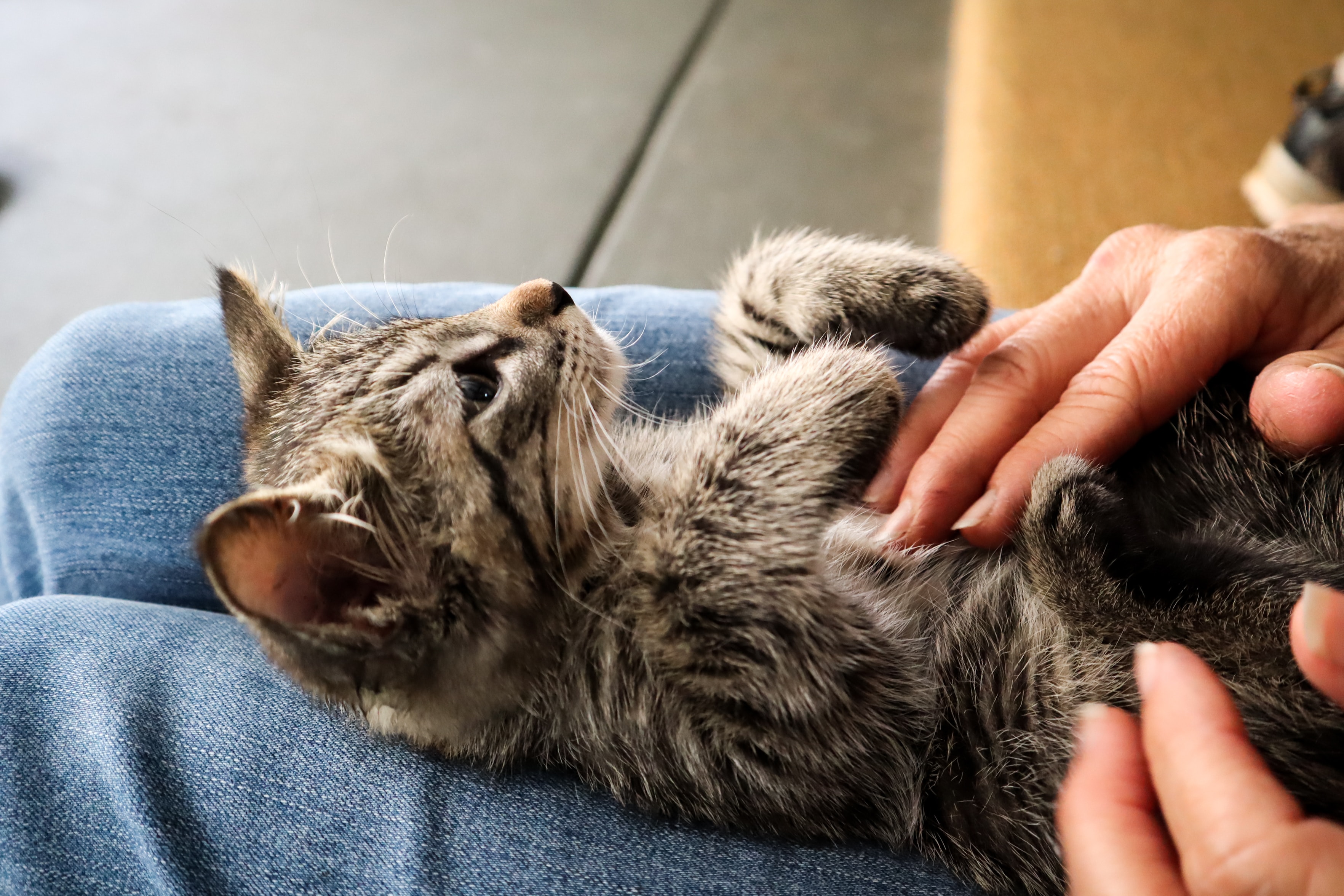 Cay getting belly rub Photo by little plant on Unsplash https://unsplash.com/photos/65Ao1x4qRlw Cay getting belly rub Photo by little plant on Unsplash https://unsplash.com/photos/65Ao1x4qRlw