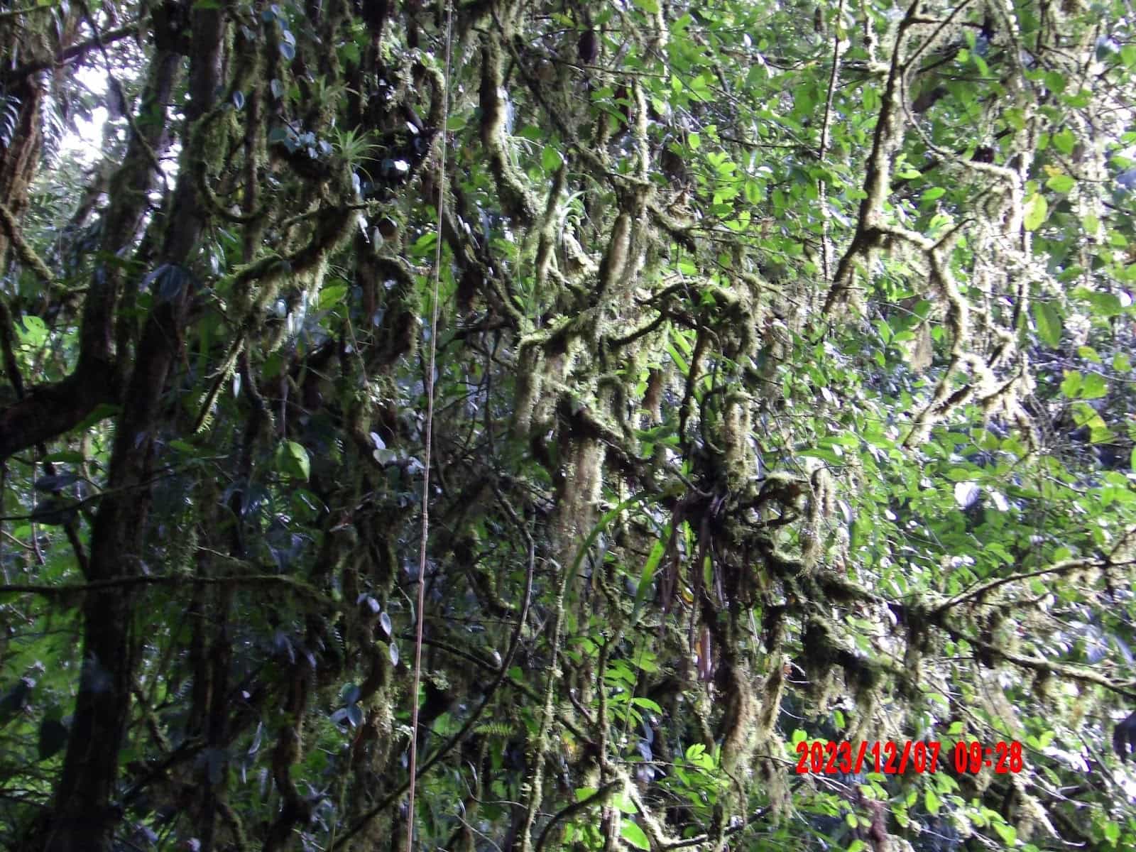 Lush Trees at St. Elena Cloud Forest Reserve Lush Trees at St. Elena Cloud Forest Reserve