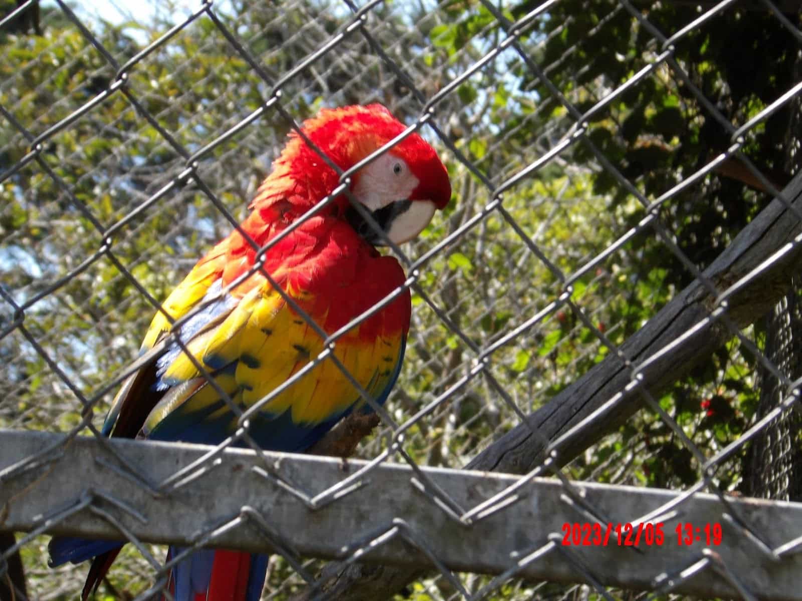 A Macaw at the Toucan Rescue Ranch Sanctuary A Macaw at the Toucan Rescue Ranch Sanctuary