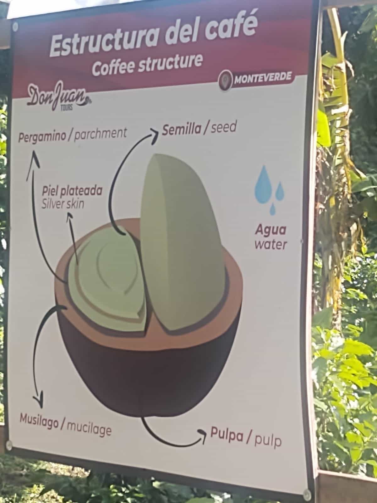 Sign With a Coffee Bean Detailing All the Parts of It. Sign With a Coffee Bean Detailing All the Parts of It.