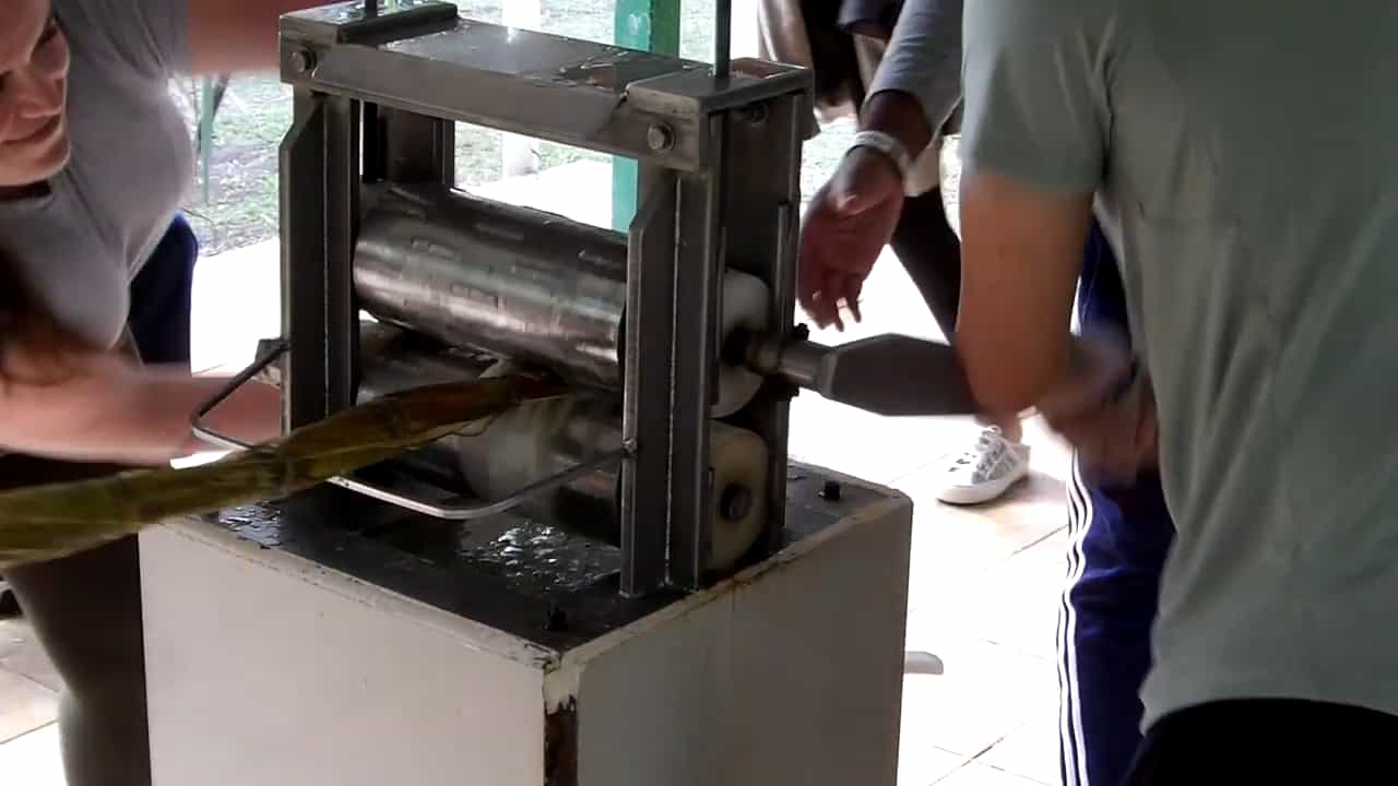 Two People Cranking Handles on a Device That Squeezes the Juice Out of the Sugar Cane That a Third Person Is Feeding Into the Device Two People Cranking Handles on a Device That Squeezes the Juice Out of the Sugar Cane That a Third Person Is Feeding Into the Device
