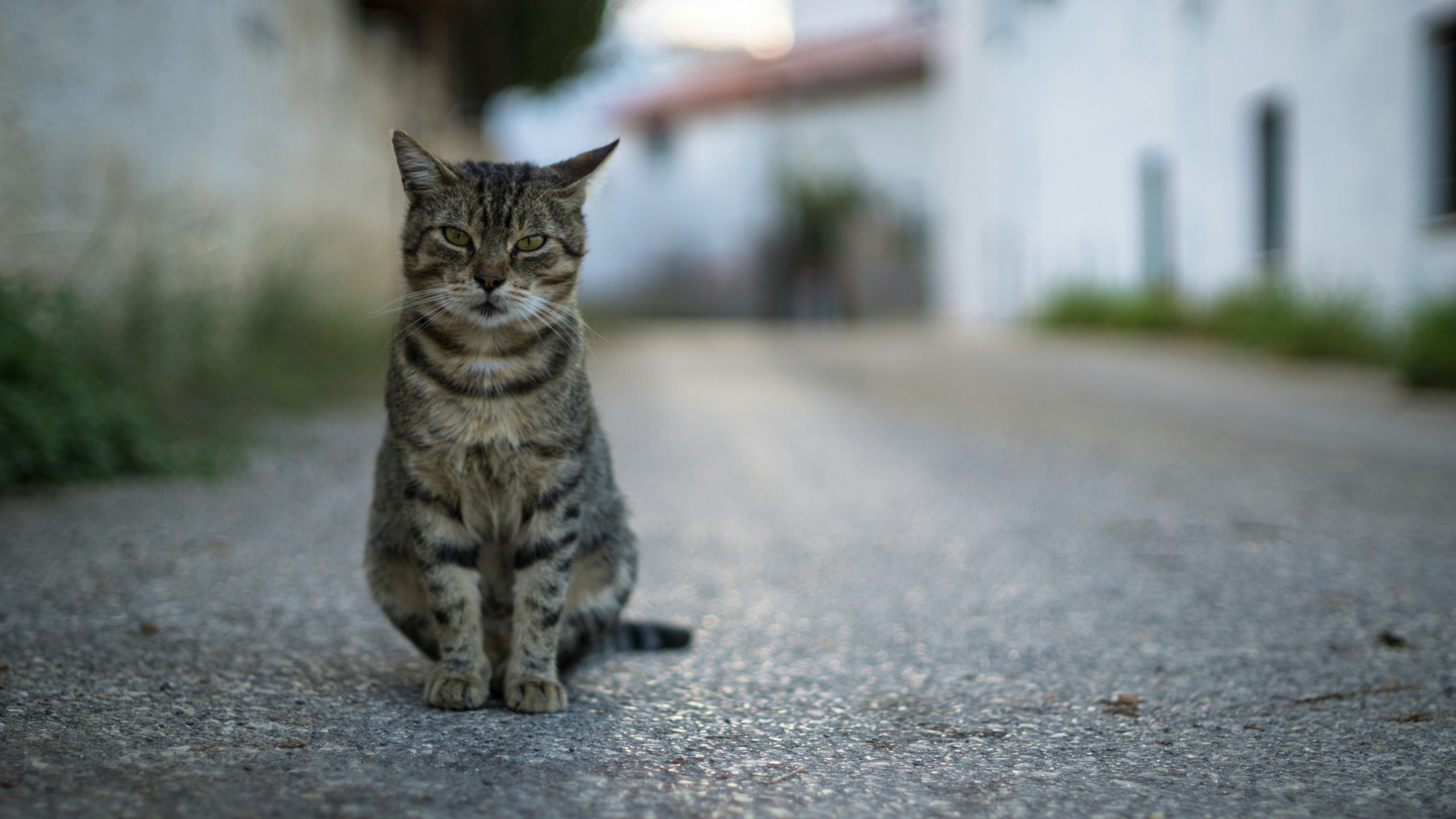 A Stray Cat on the Street