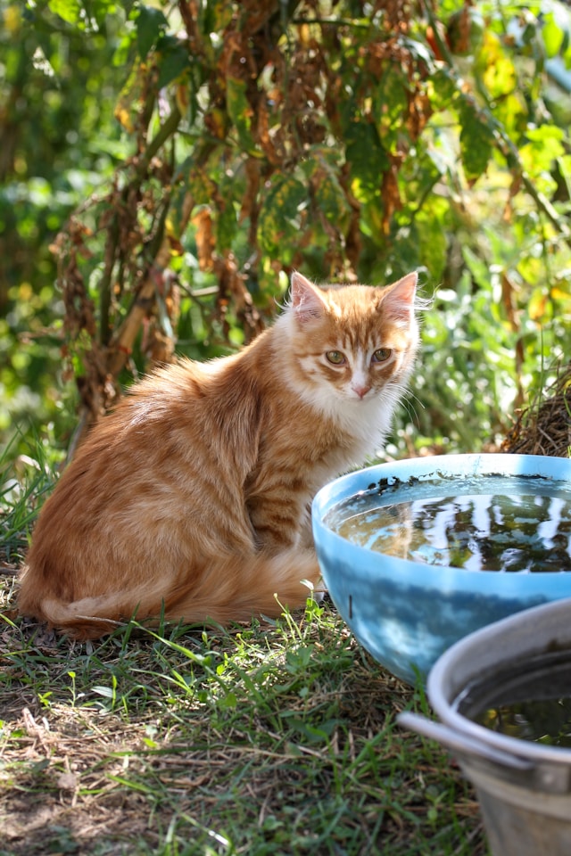 Stray Cat in the Shade With a Water Dish Stray Cat in the Shade With a Water Dish