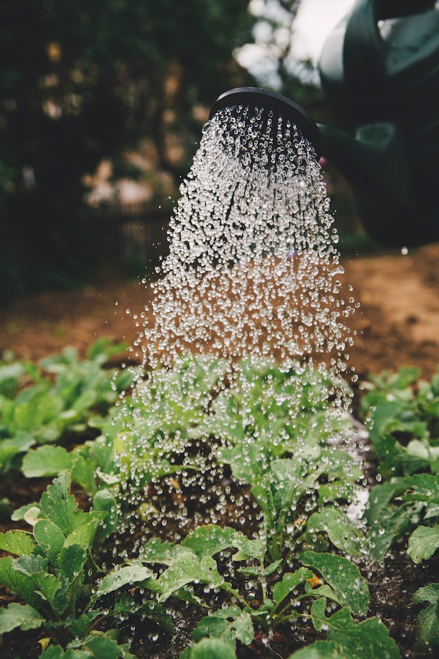 Sprinkler Hydrating Plants Sprinkler Hydrating Plants
