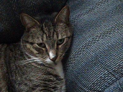 Marshal on the couch