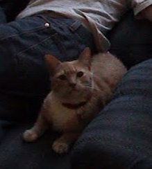 Mischief sitting next to my son on a chair