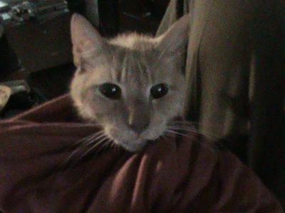 Mischief with wide black eyes