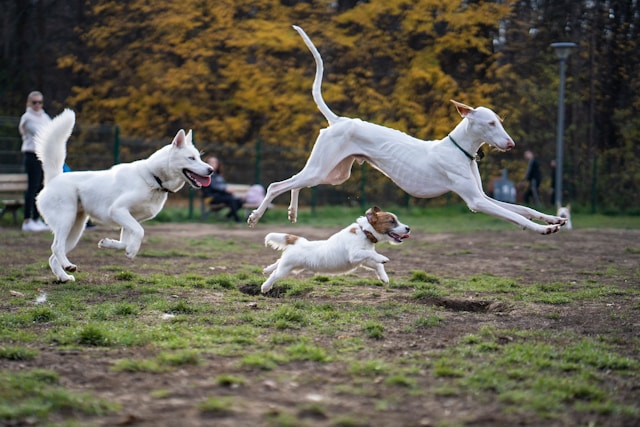 Several Dogs Running in a Fenced-In Dog Park