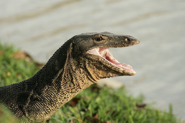Monitor Lizard During the Day With Its Mouth Open