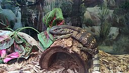 Monitor Lizard Care - a Great Habitat for a Monitor Lizard