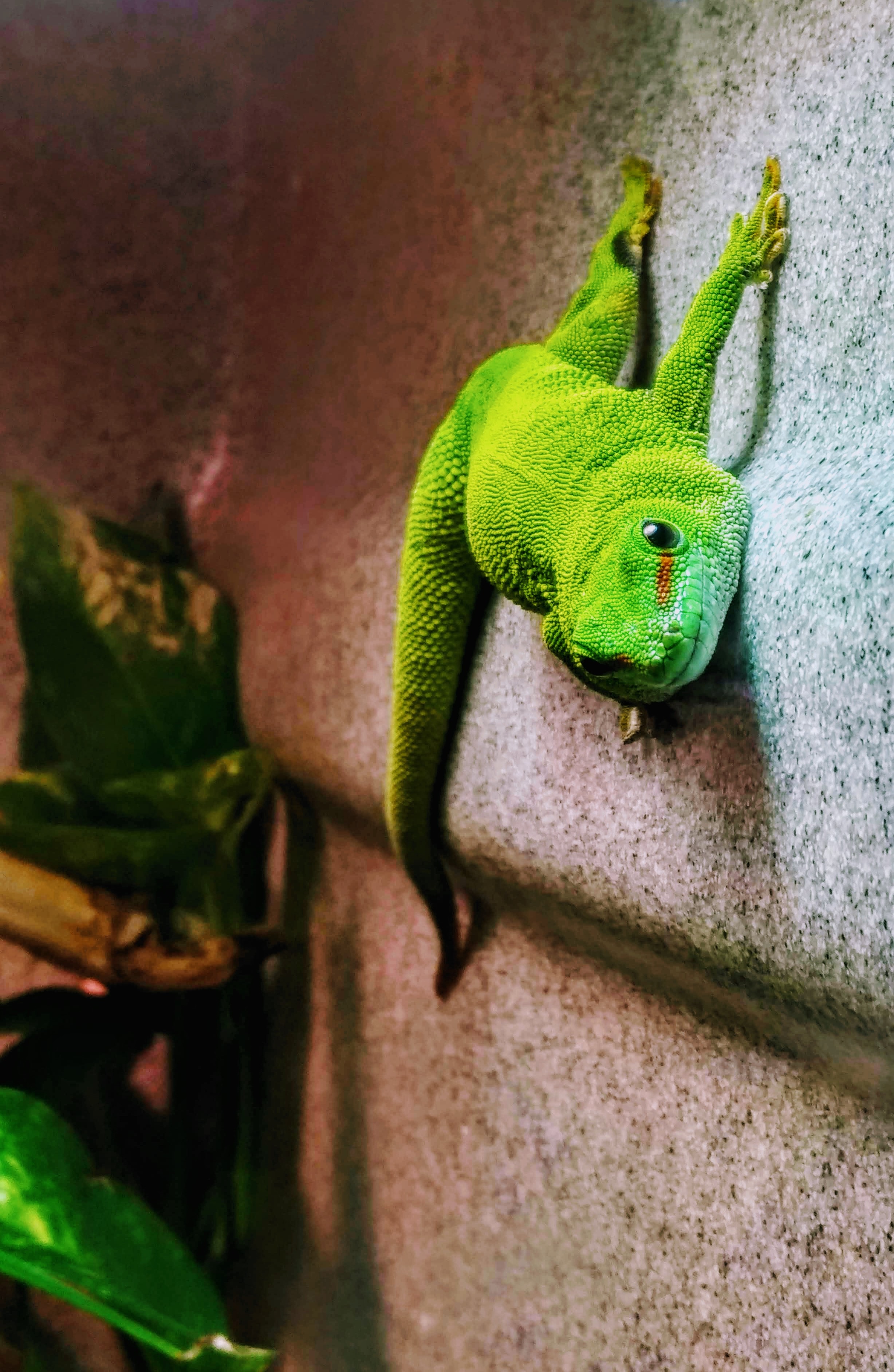 Pic of a Green Gecko
