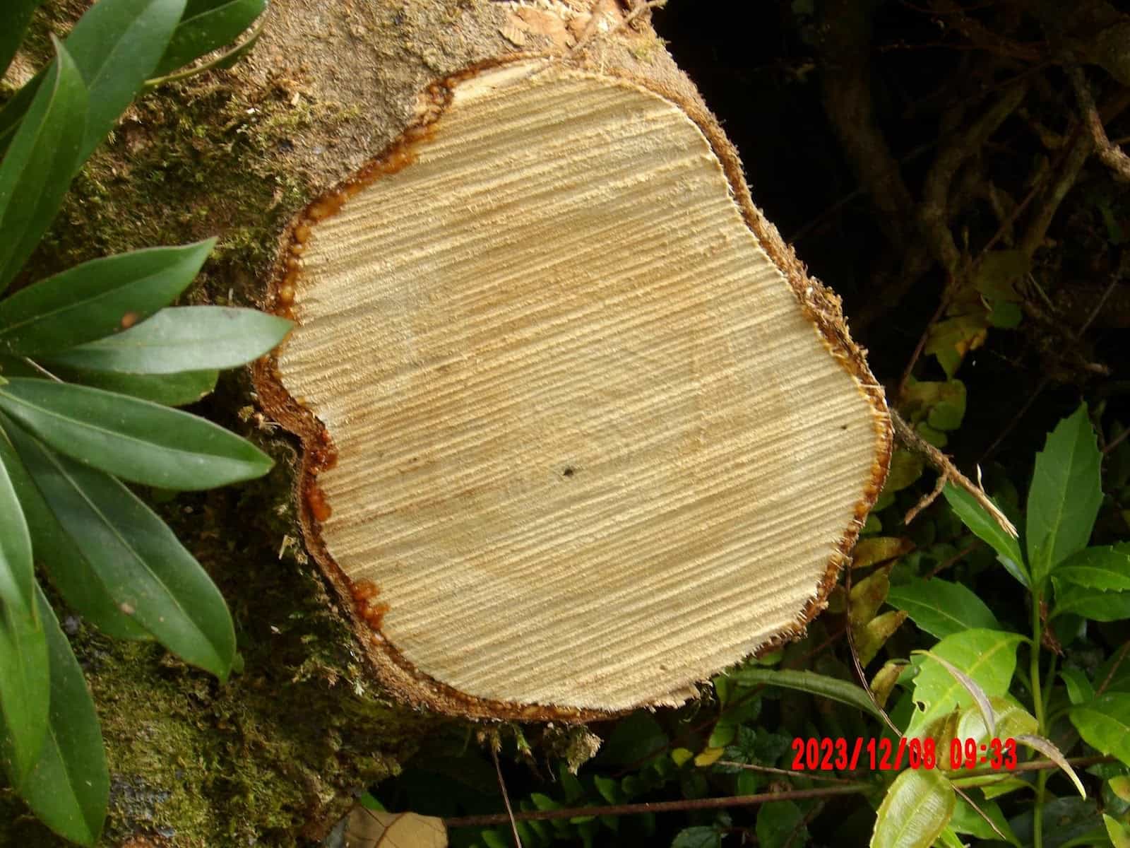 A Tree with No Rings on It That We Saw During Our Day Tour of Monteverde A Tree with No Rings on It That We Saw During Our Day Tour of Monteverde