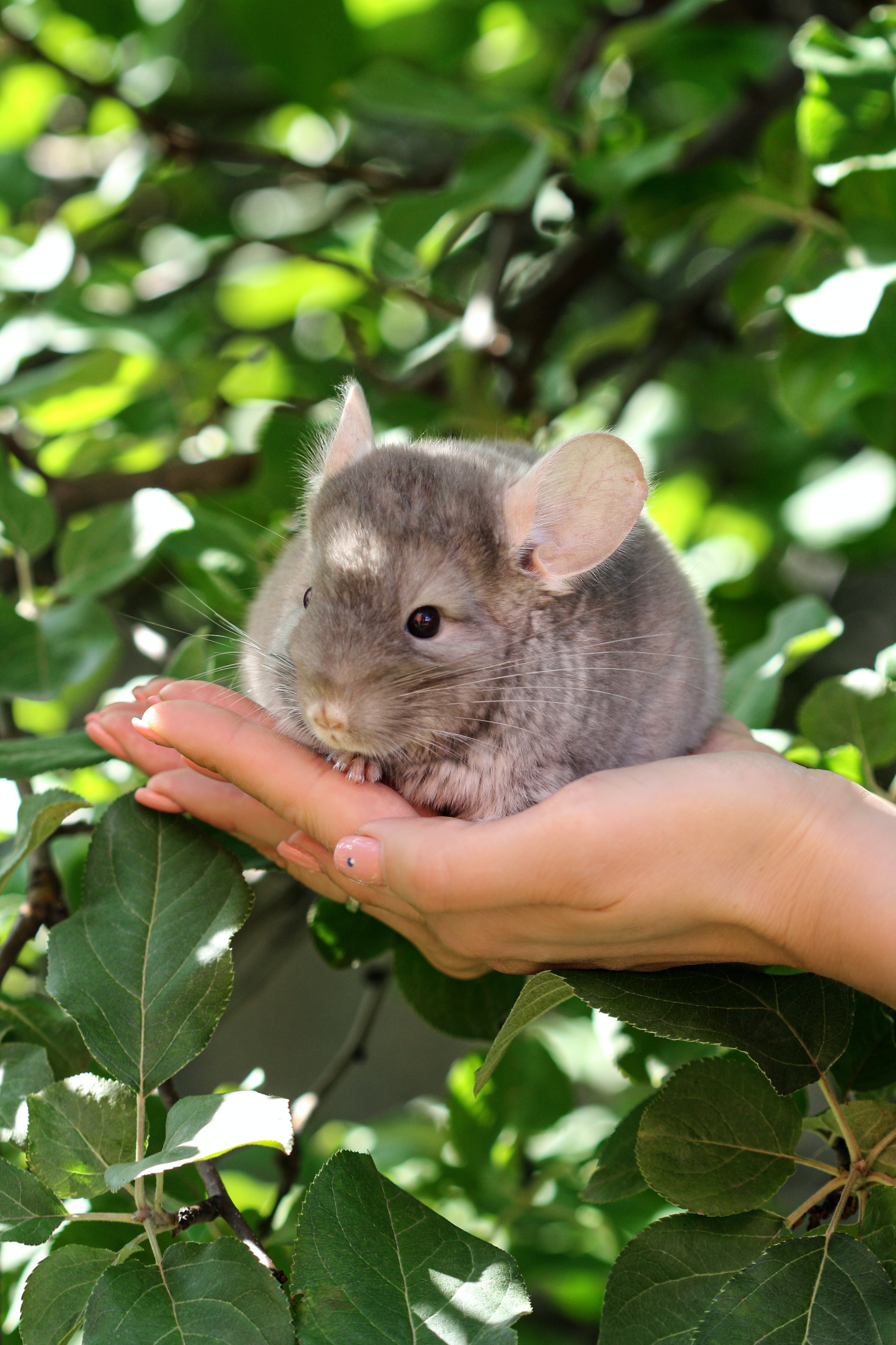 Chinchilla Held by a Person in Front of Lots of Green Leaves Chinchilla Held by a Person in Front of Lots of Green Leaves