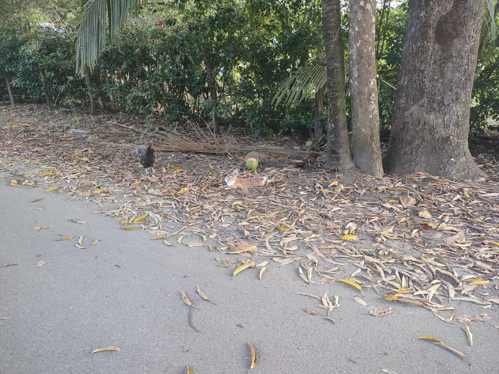Rabbit and a Chicken at the Side of the Road in Esterillos Oeste