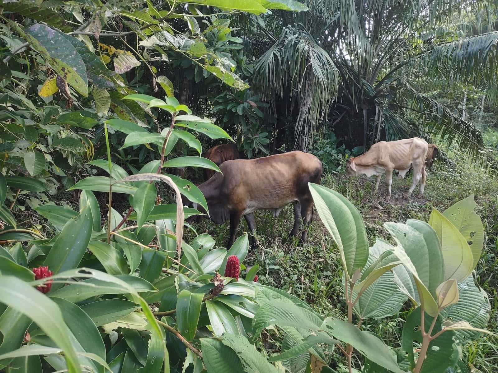 Cows Among Some Trees in Esterillos Oeste
