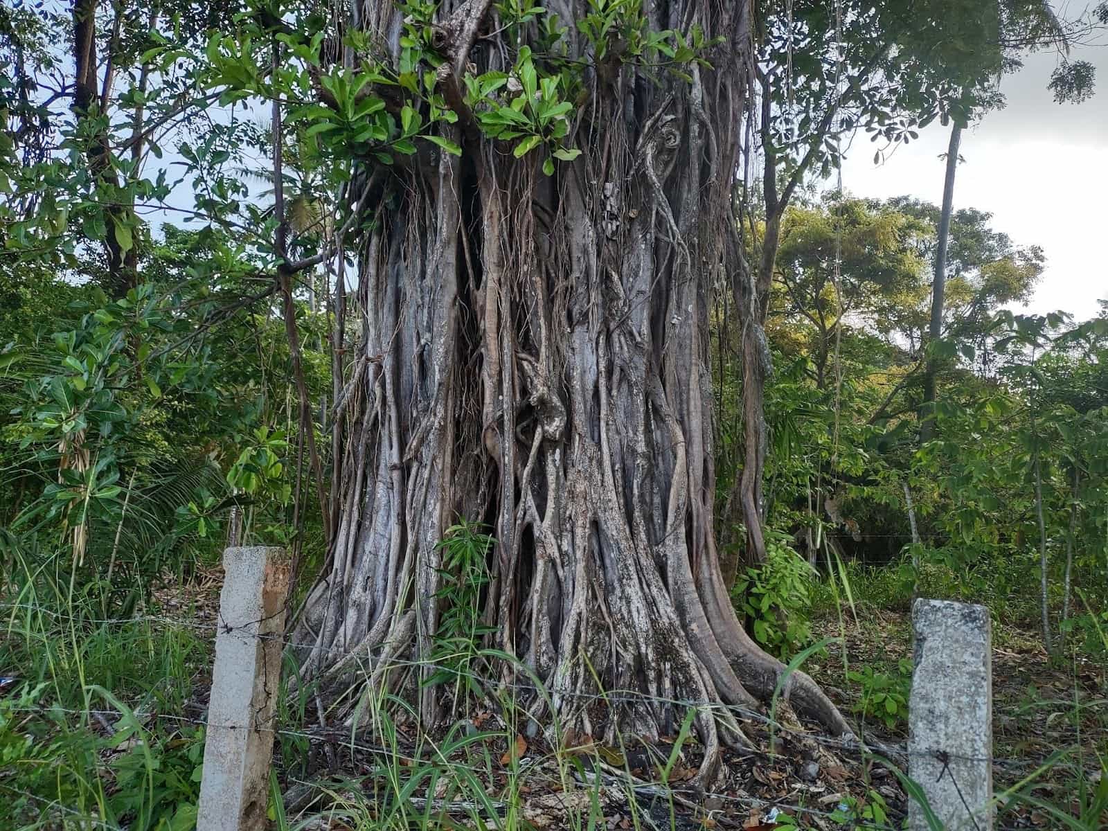 Old Looking Tree in Esterillos Oeste