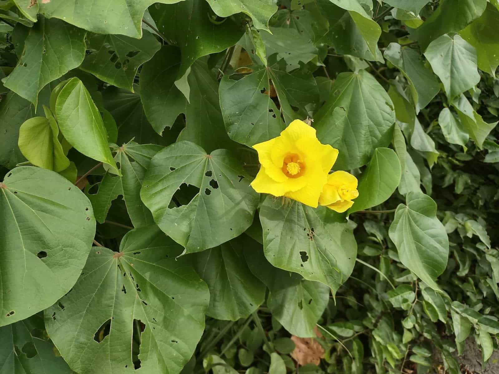 Pretty Yellow Flower in Esterillos Oeste