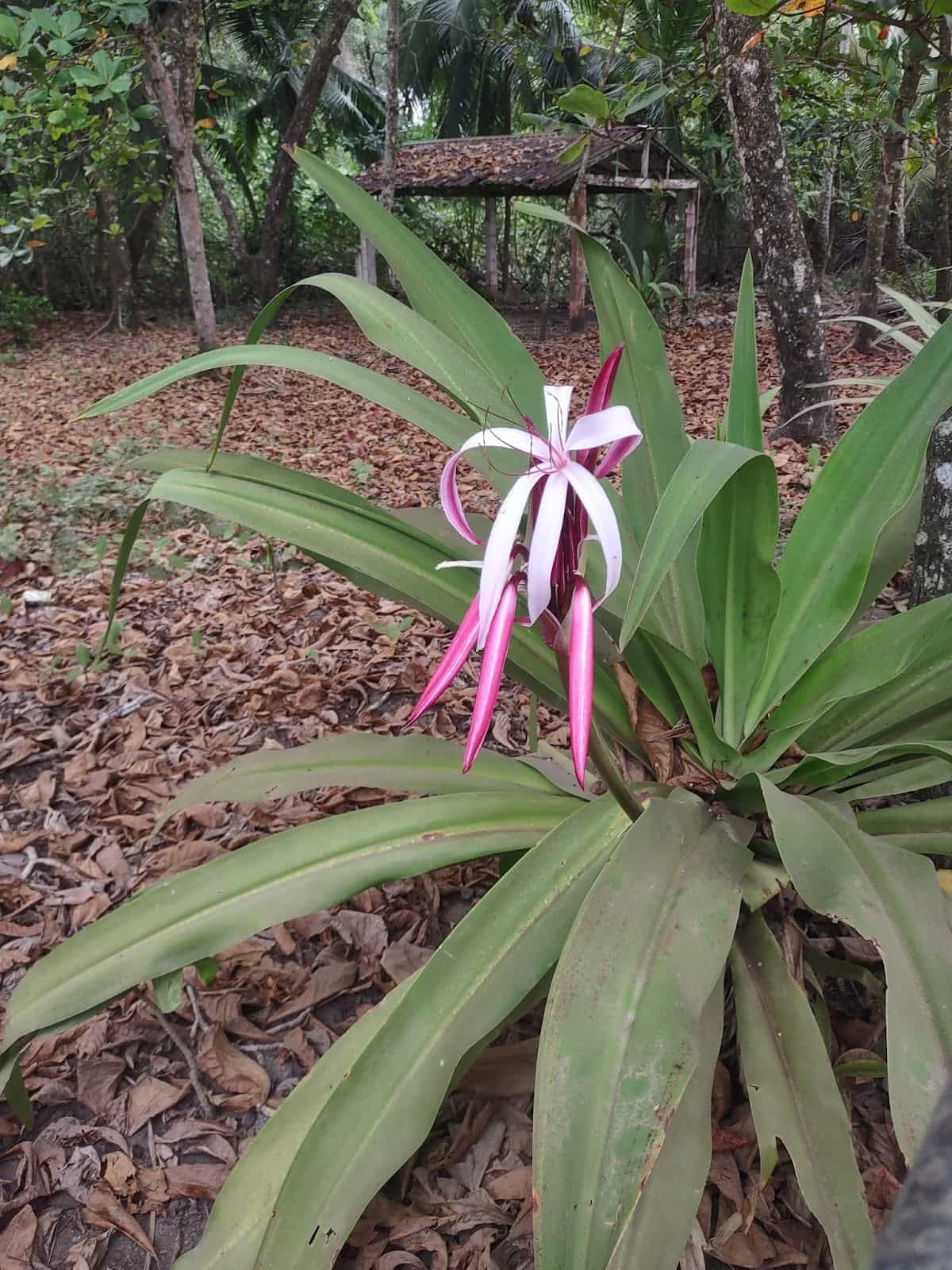 Pretty Purple and White Flower in Esterillos Oeste