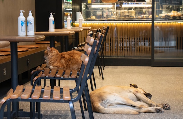 Cat and a Dog in a Cafe Cat and a Dog in a Cafe
