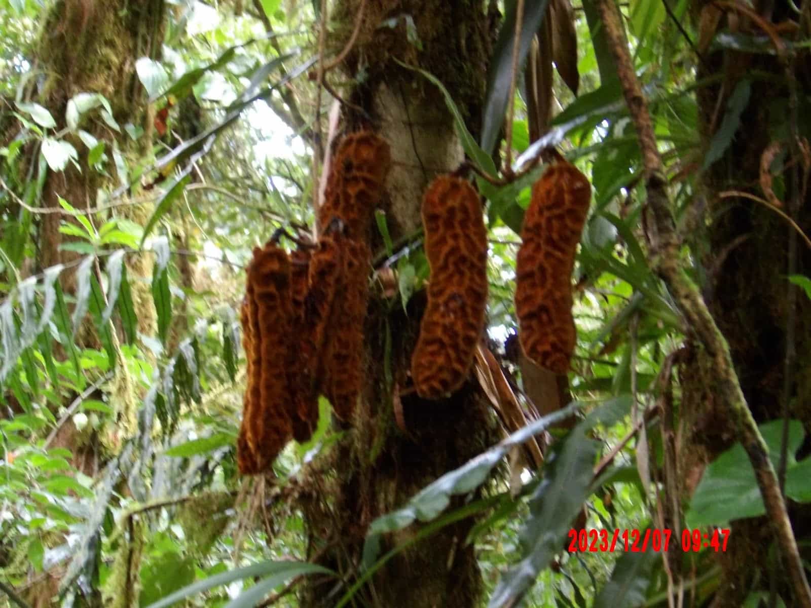 Tree With Orange Pods Hanging From It Tree With Orange Pods Hanging From It
