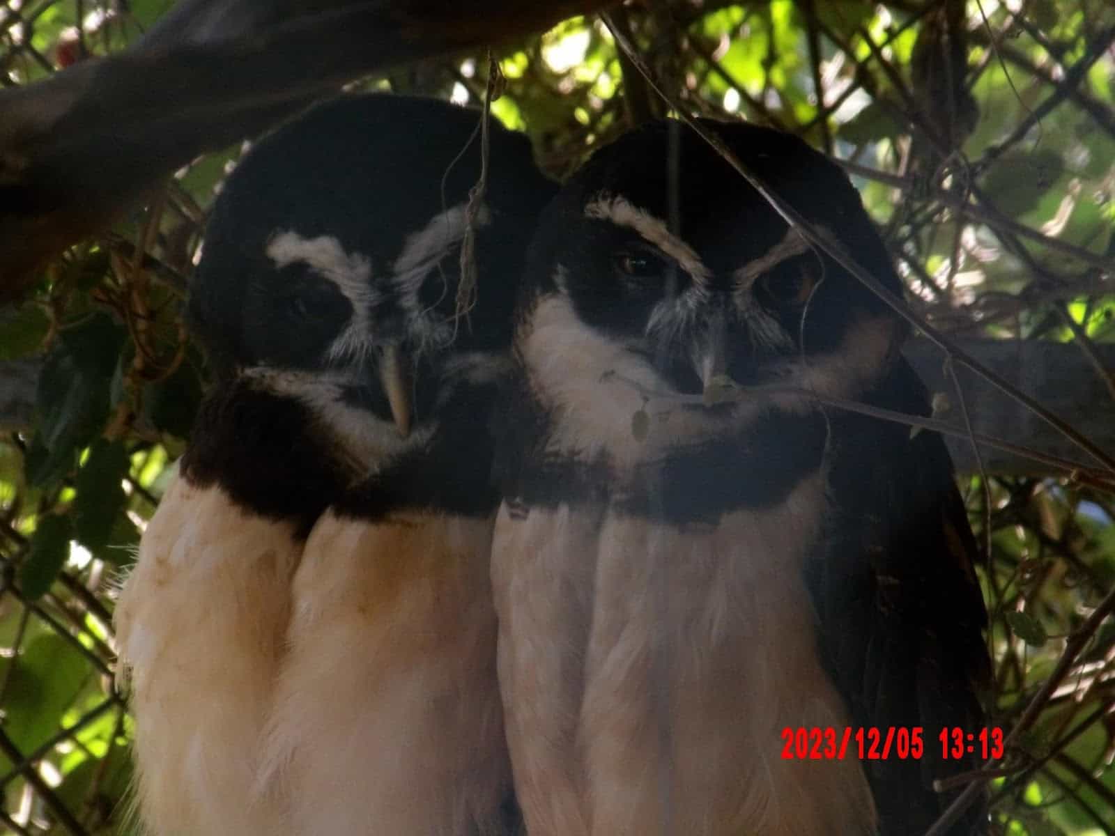Two Owls at the Toucan Rescue Ranch Sanctuary Two Owls at the Toucan Rescue Ranch Sanctuary