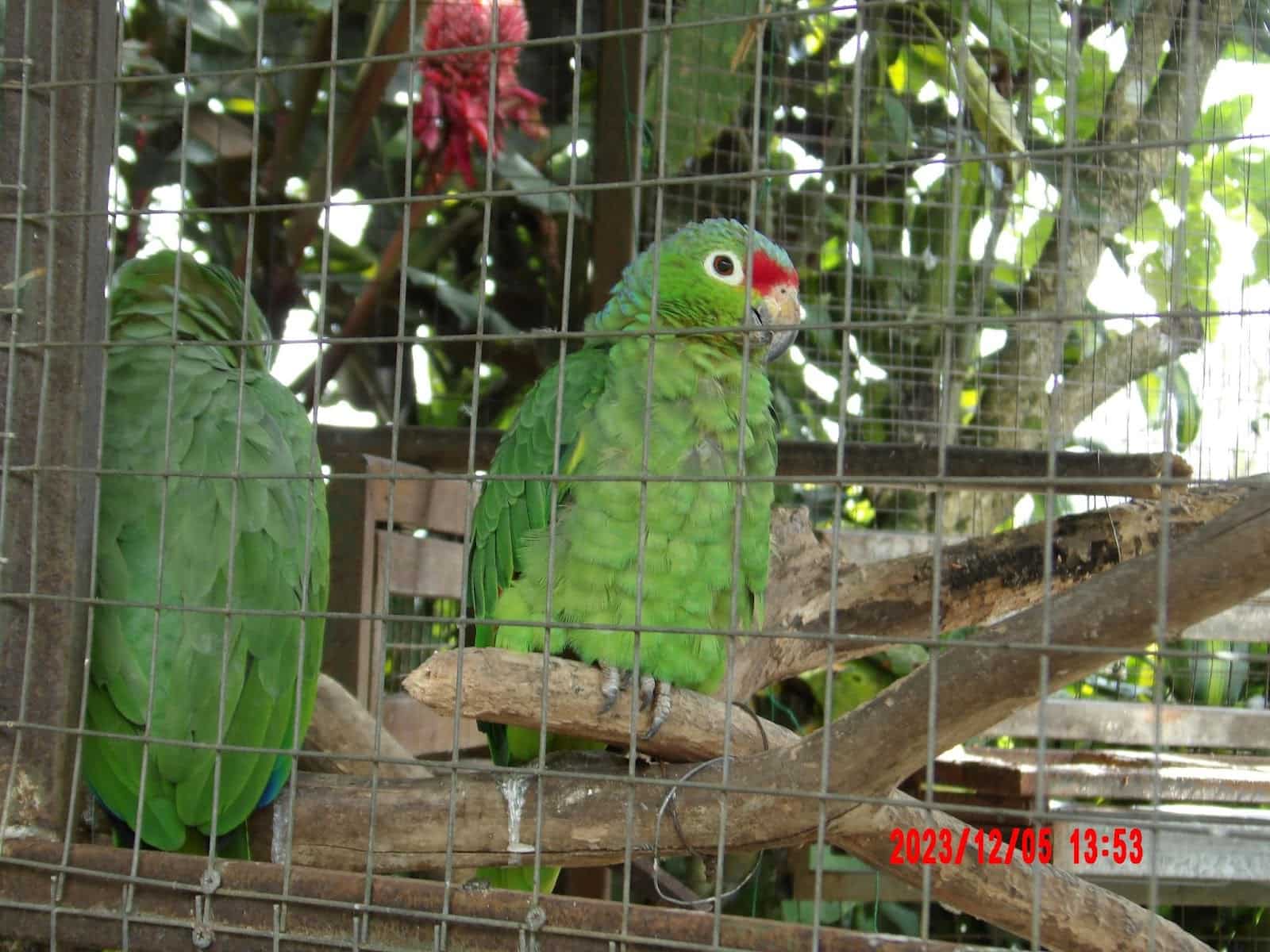 Parrots at the Toucan Rescue Ranch Sanctuary Parrots at the Toucan Rescue Ranch Sanctuary