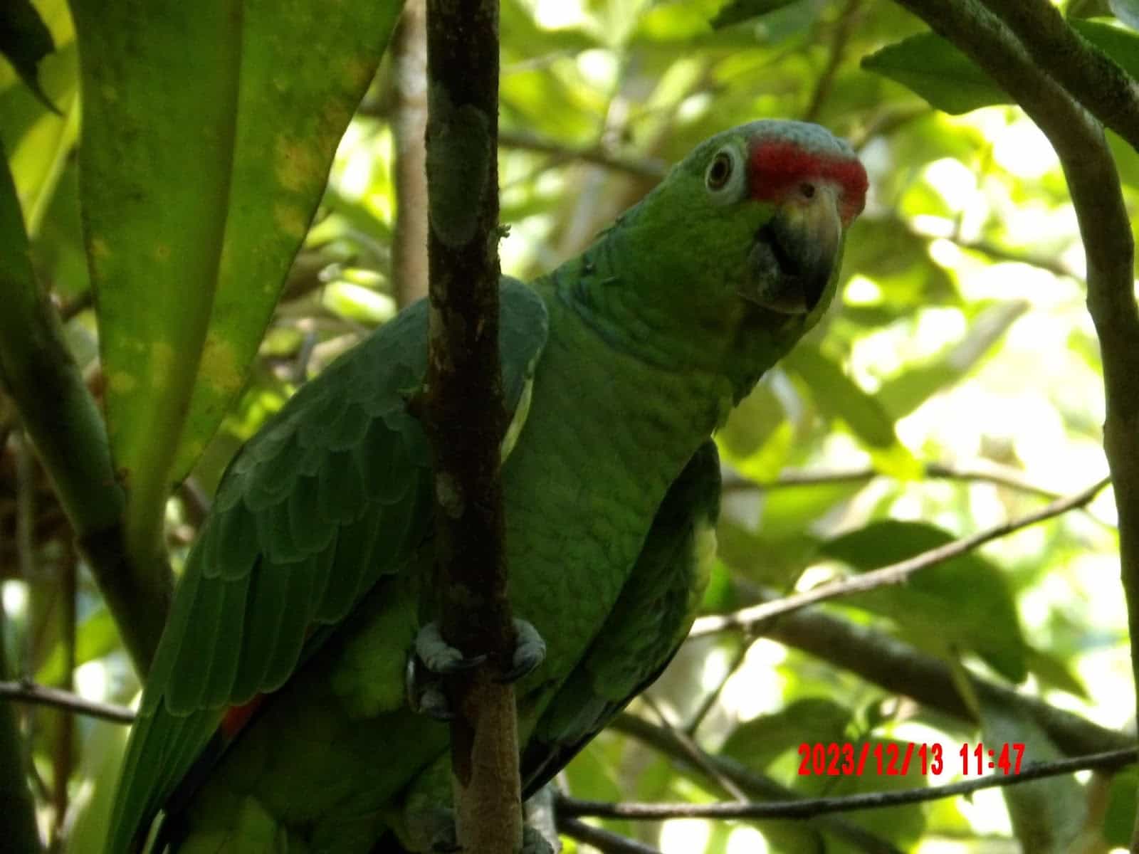 A Parrot Sitting in a Tree