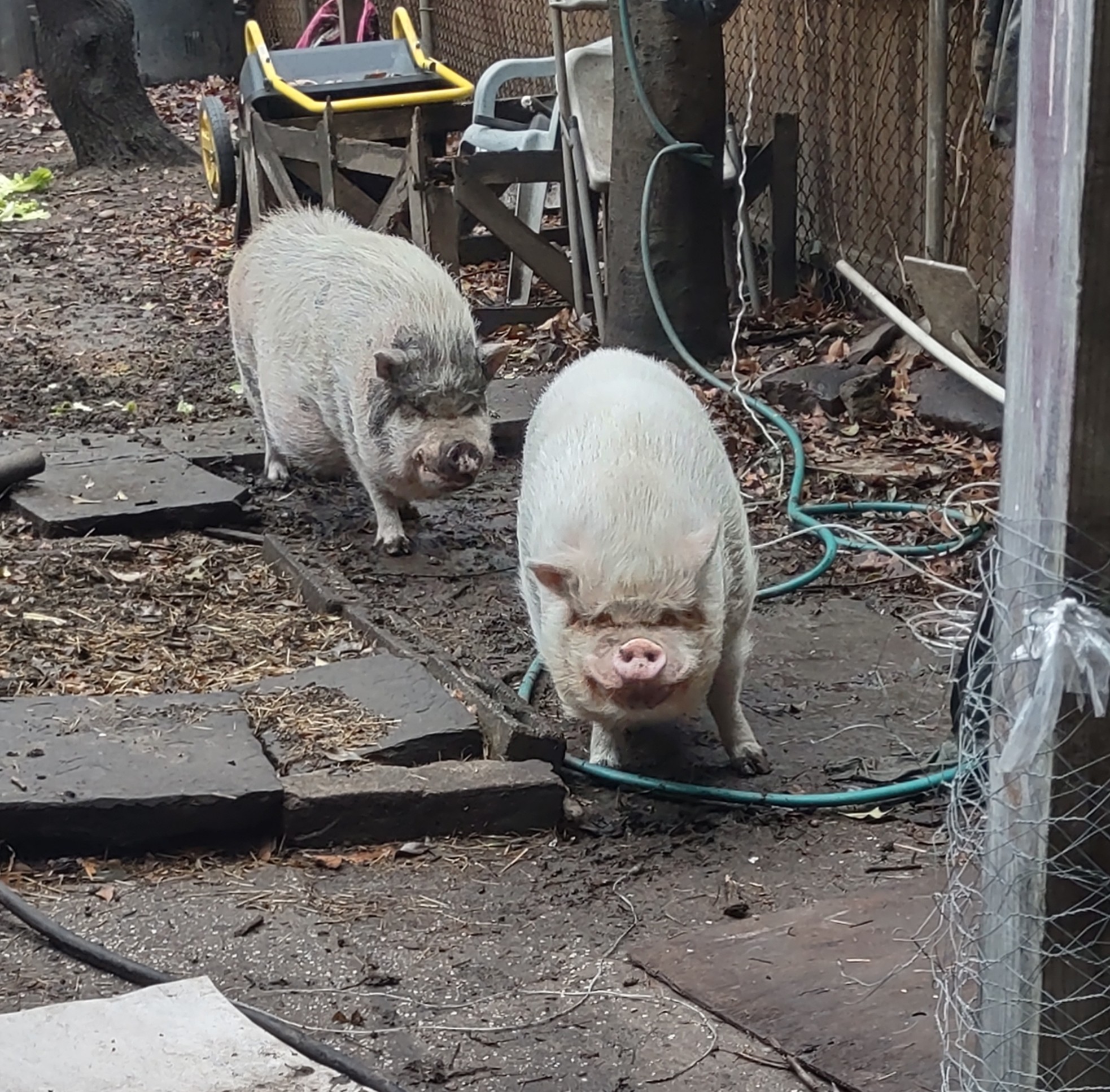 Two pet pigs whose owner learned animal communication with humans to improve their happiness and well-being