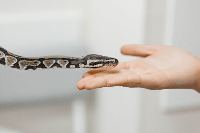 Person Holldong Out Their Hand and Caring For a Ball Python Snake
