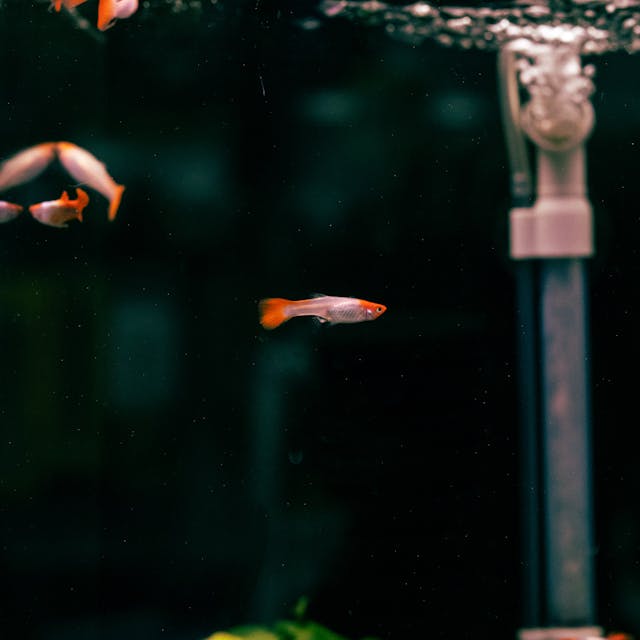 Fish Swimming Near a Filter - One of the Essentials for a Fish Tank Fish Swimming Near a Filter - One of the Essentials for a Fish Tank