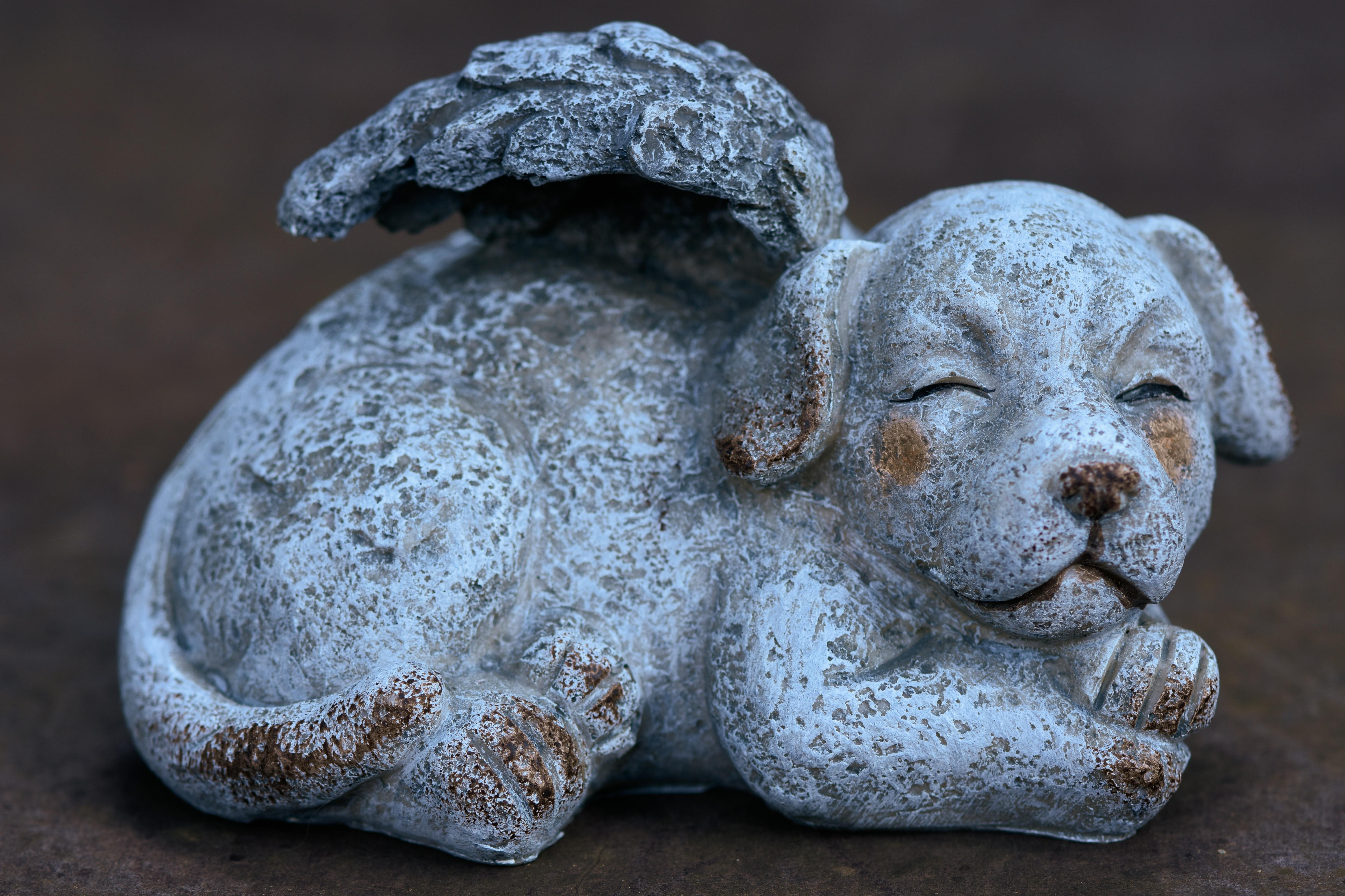 Small Stature of a Dog With Wings That Looks Like an Angel