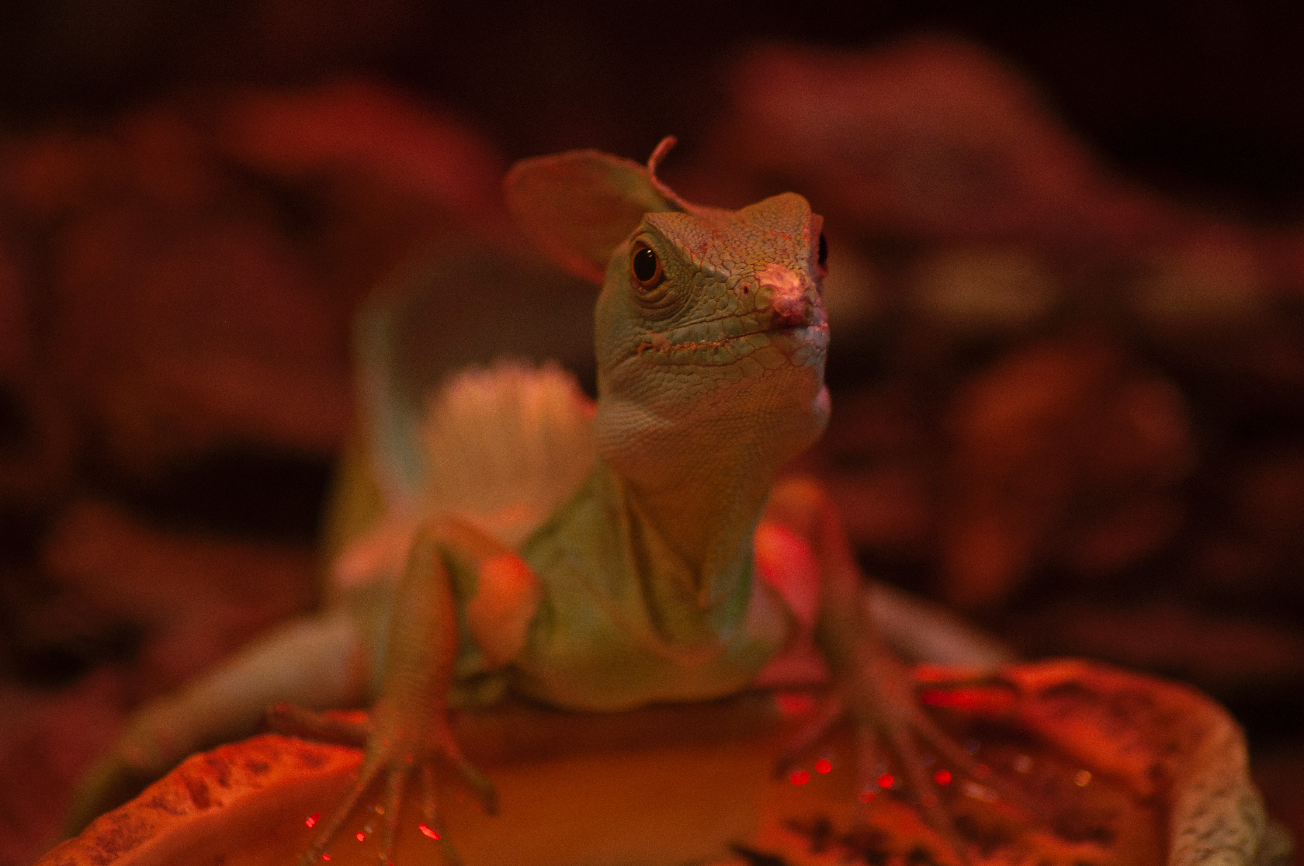 Chinese Water Dragon in Red Light