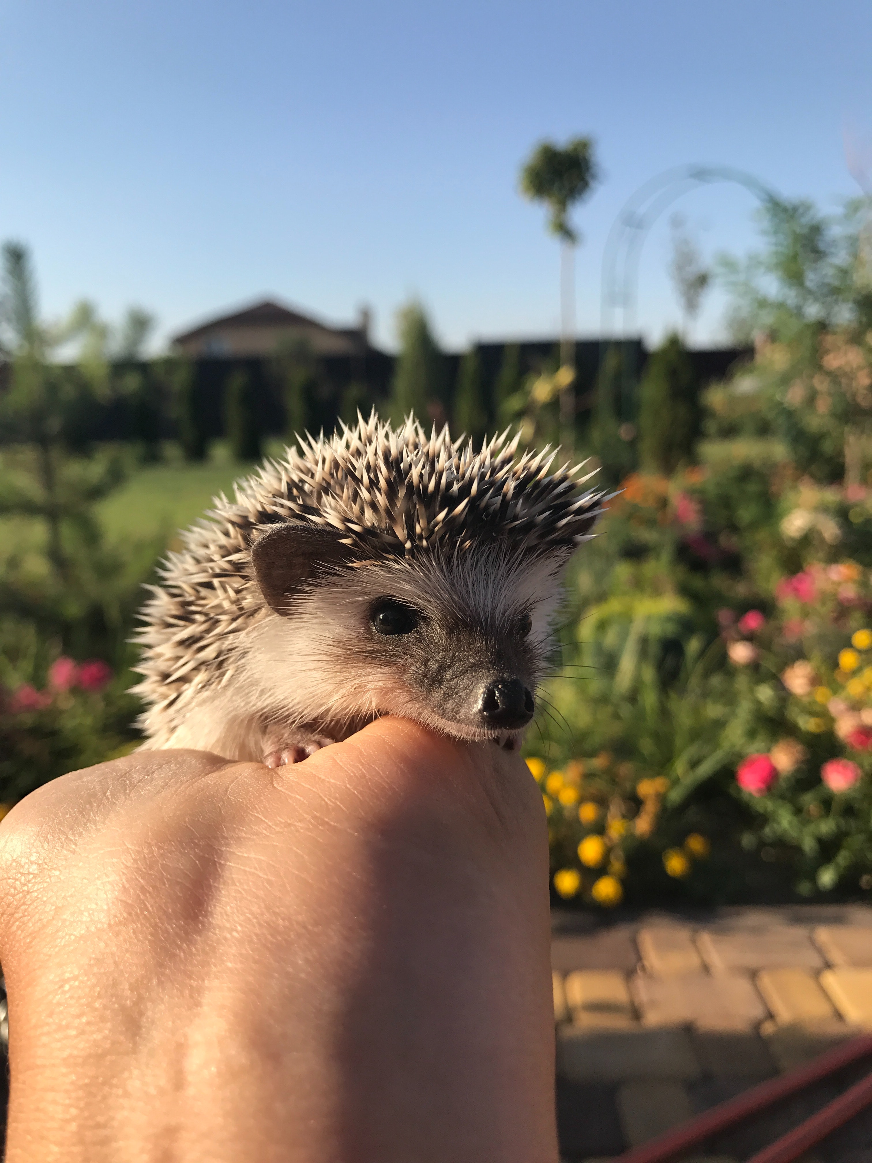 Hedgehog on a Person's Hand