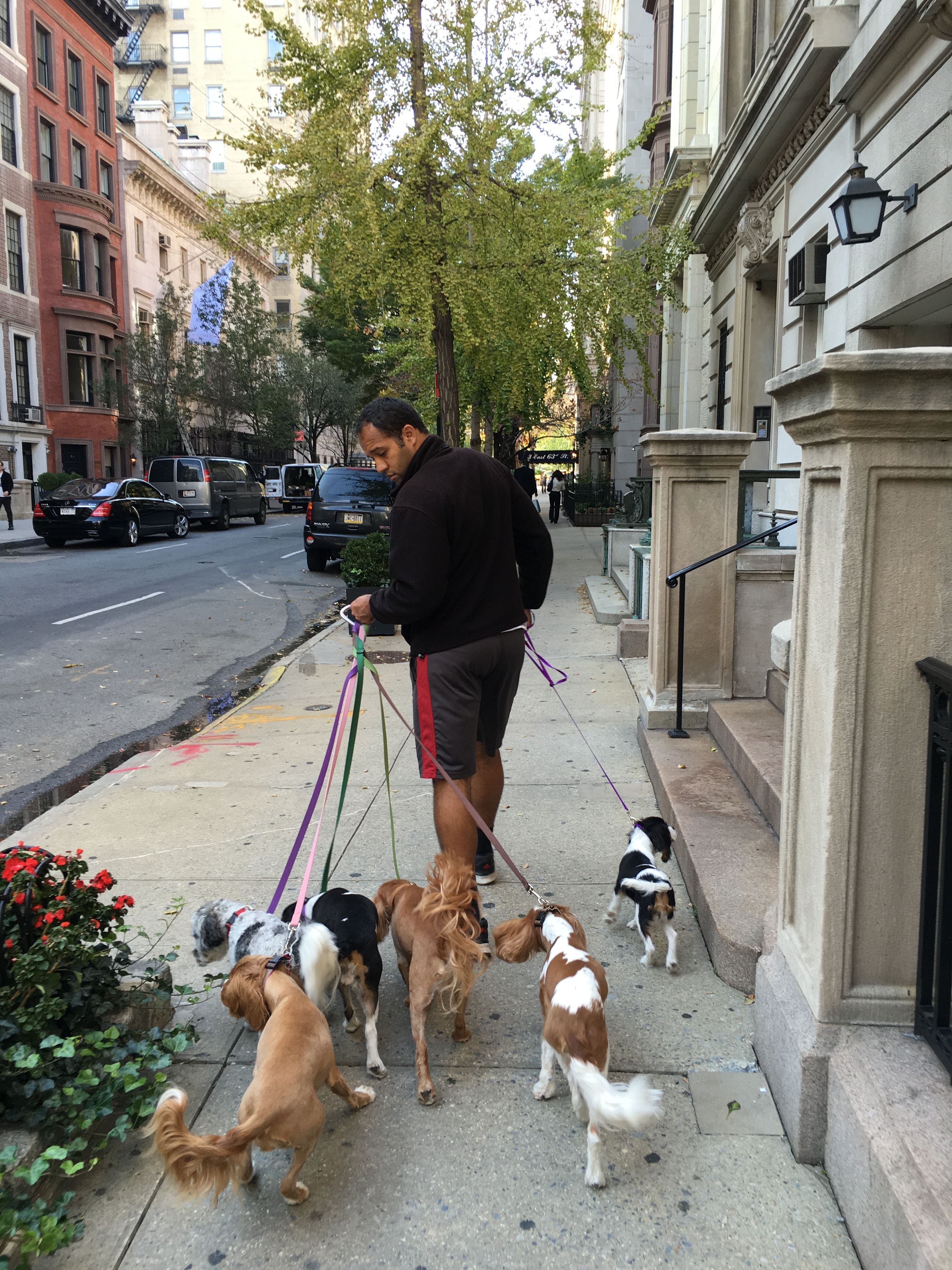 Man Walking Many Dogs at the Same Time