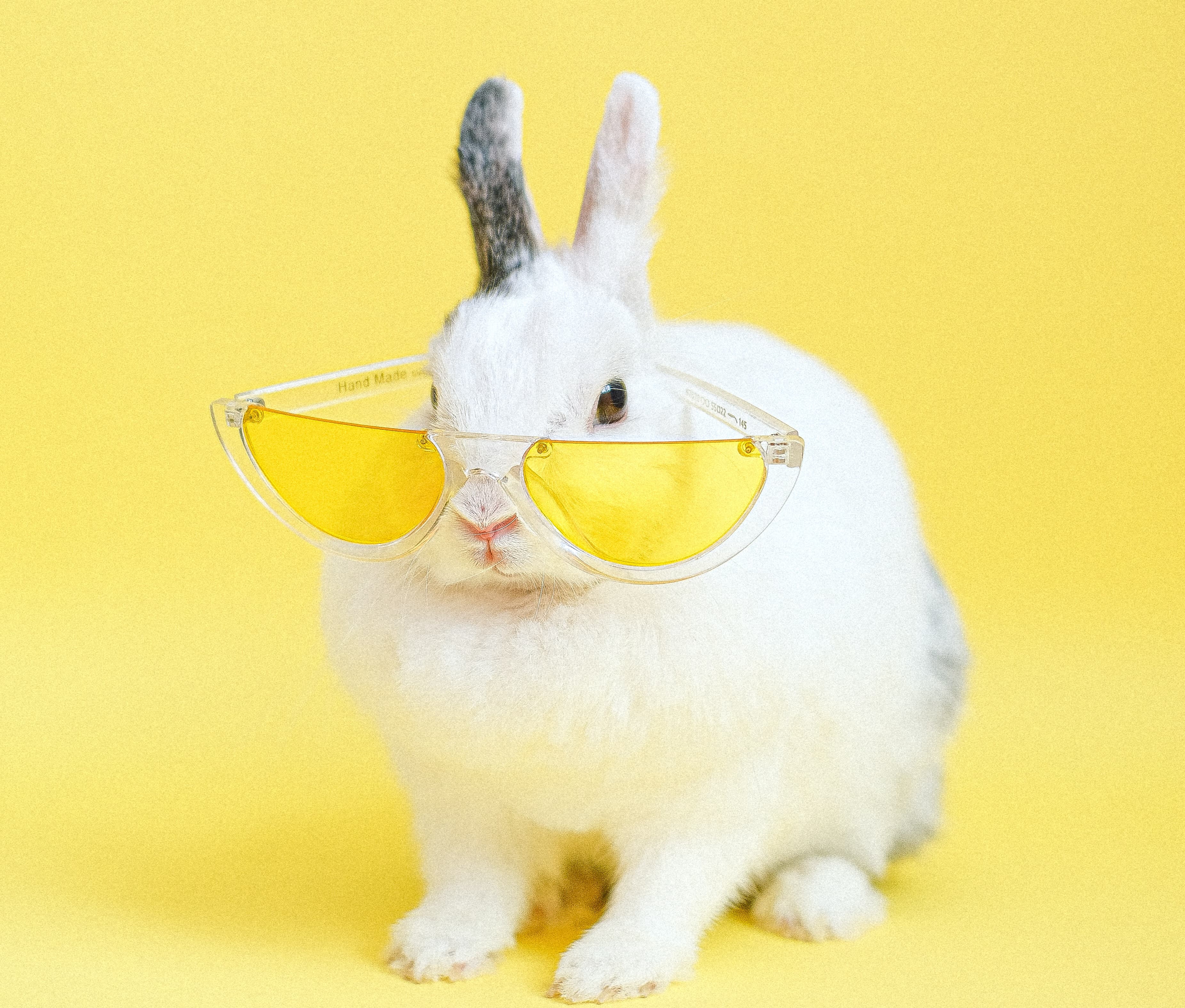 White Rabbit With a Yellow Background Wearing Yellow Sunglasses