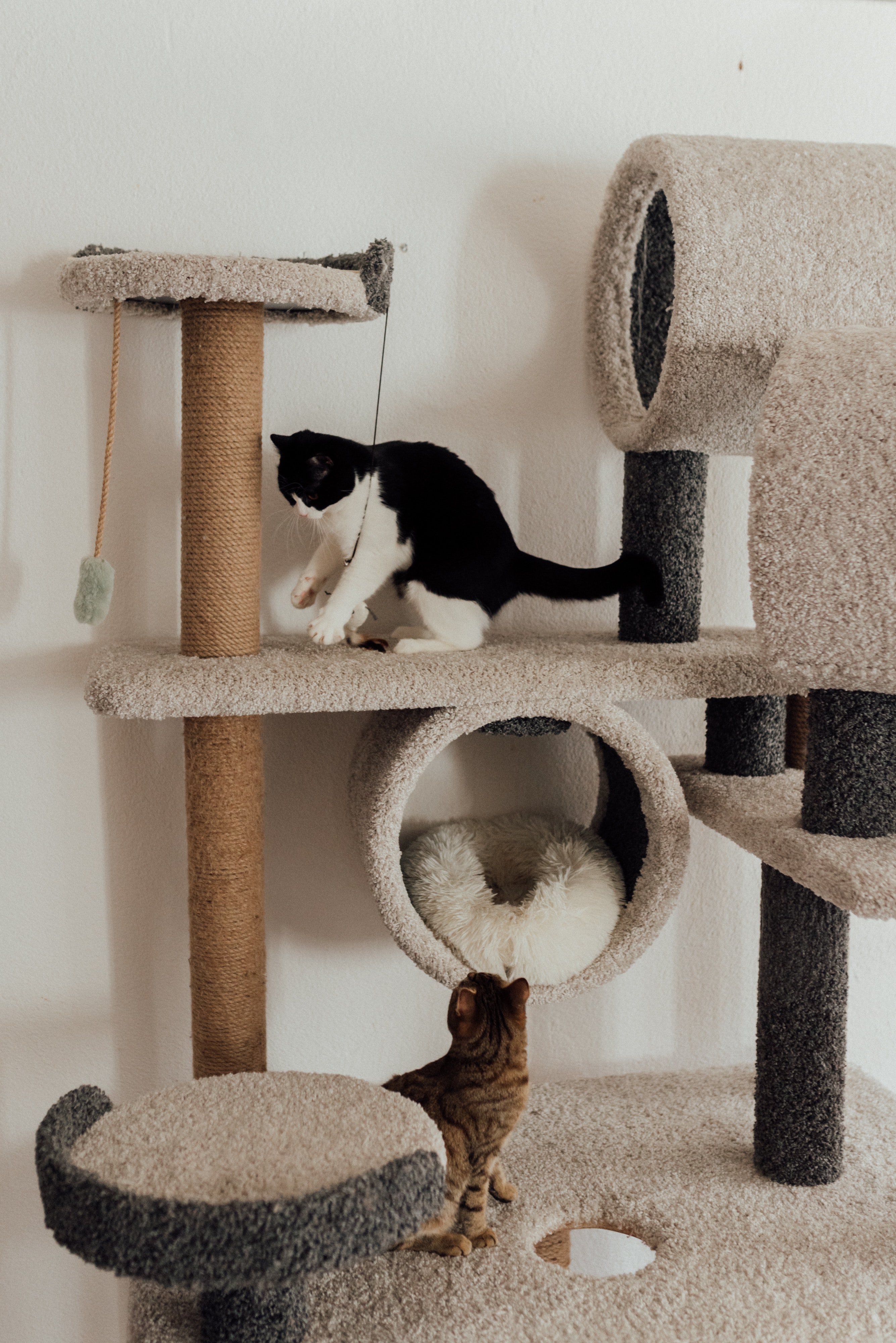 Cats Playing on a Cat Condo